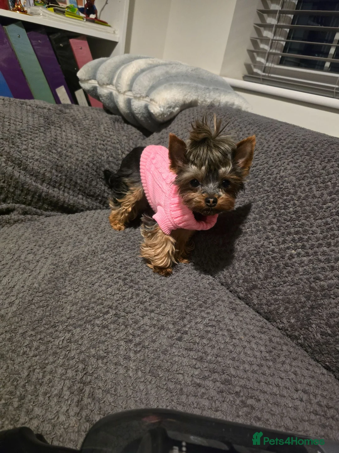 Yorkshire Terrier dogs for sale: Tiny princess Coco - Advert 2