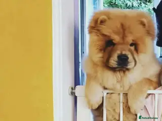 Chow Chow dogs KC registered POPPY in Slough - Advert 2