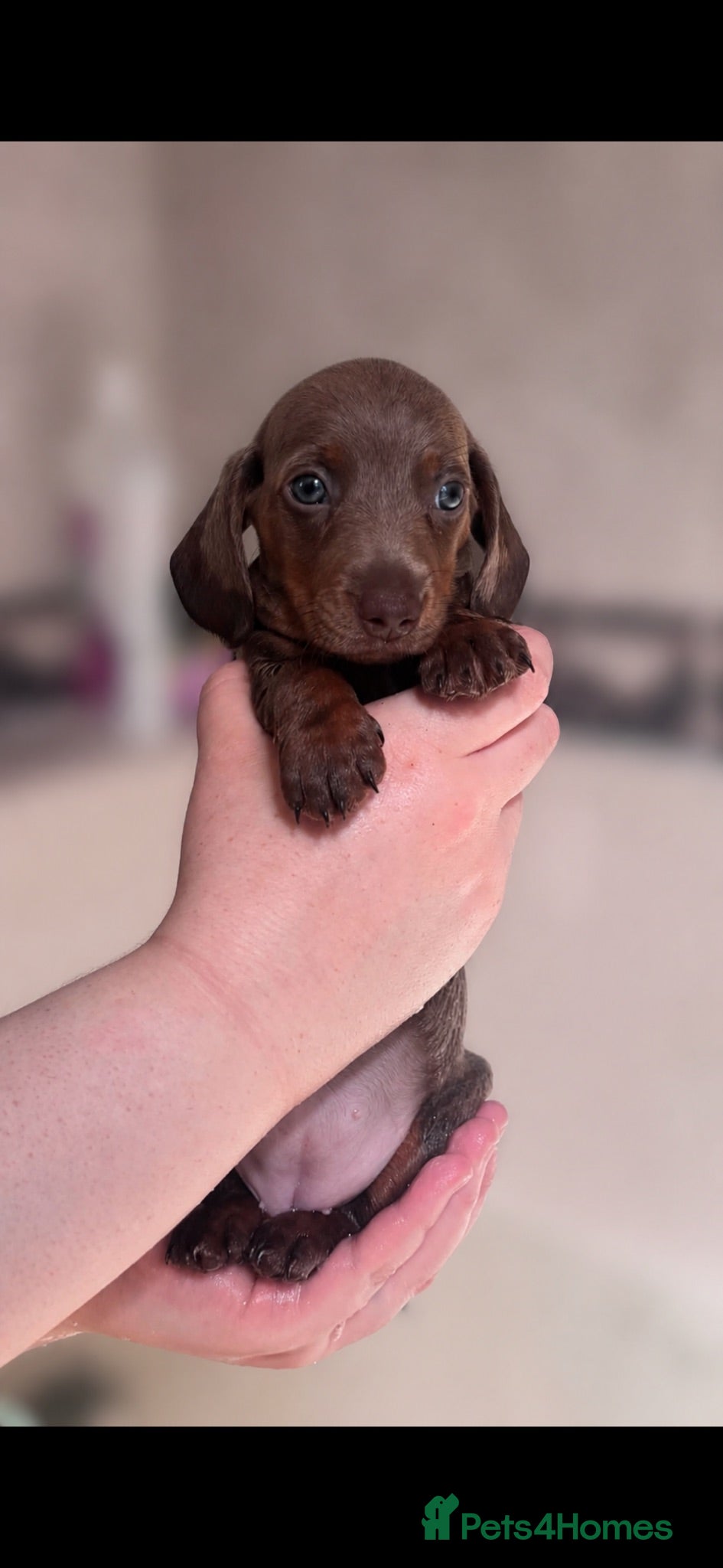 Miniature Dachshund dogs REDUCED PRICE LAST GIRL  - Advert 1