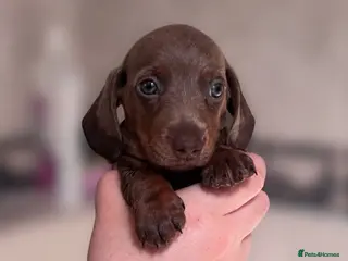 Miniature Dachshund dogs REDUCED PRICE LAST GIRL - Advert 4