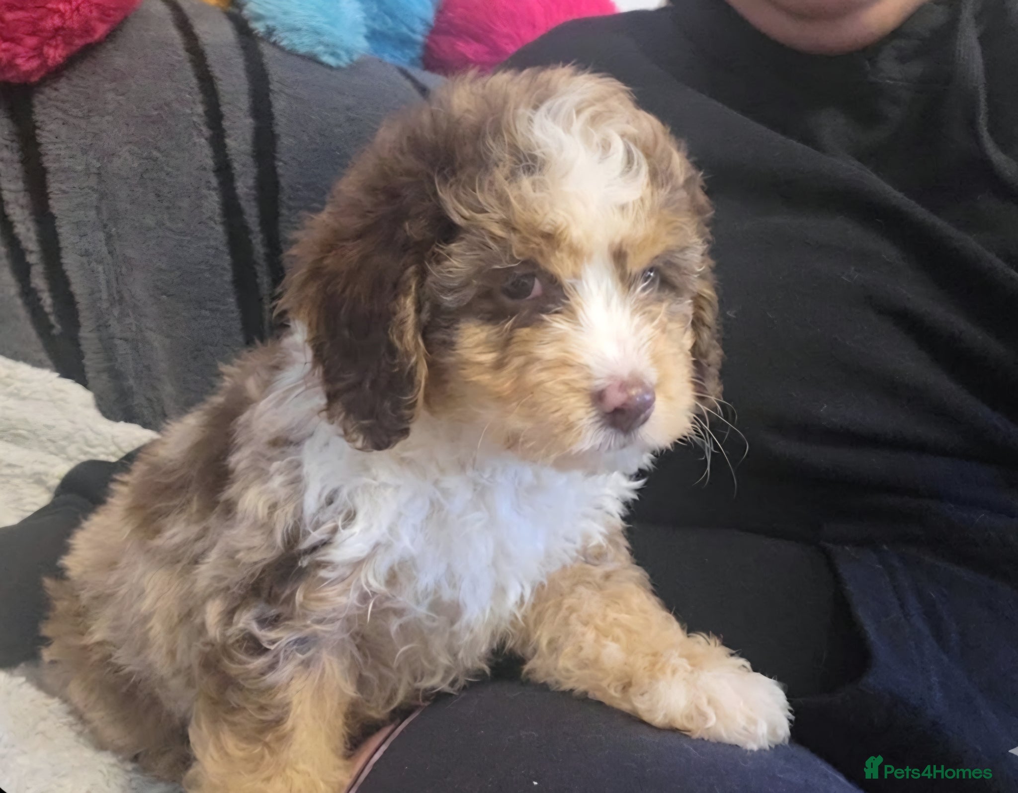 Cockapoo dogs ❤️Merle Cockapoo Puppy 🐶intelligent-teddy-face🏡  - Advert 12