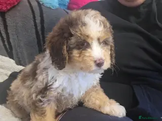 Cockapoo dogs ❤️Merle Cockapoo Puppy 🐶intelligent-teddy-face🏡 - Advert 12