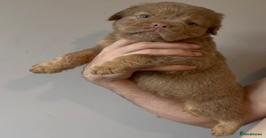 Olde English Bulldogge dogs - Advert 3