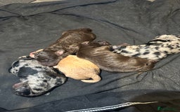 Cockapoo dogs for sale: 5 gorgeous cockapoos - Image 2