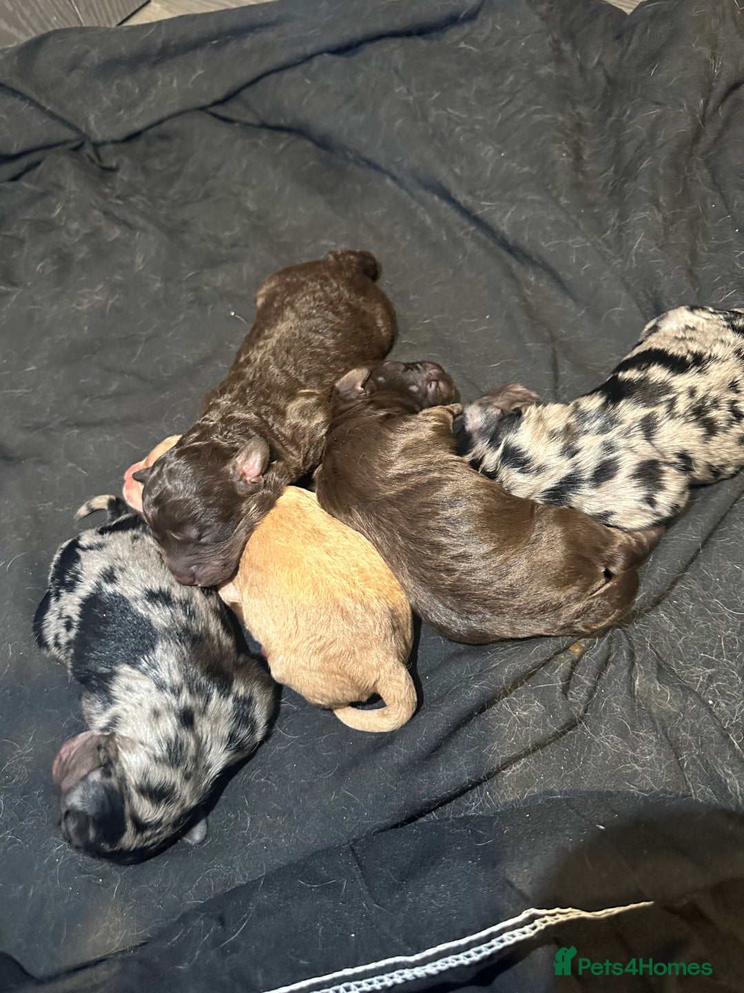 Cockapoo dogs for sale: 5 gorgeous cockapoos - Image 2