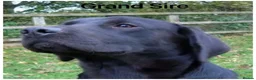 Labrador Retriever dogs for sale: *READY NOW* Stunning KC girls, tested&many FTCH/Ws - Advert 23