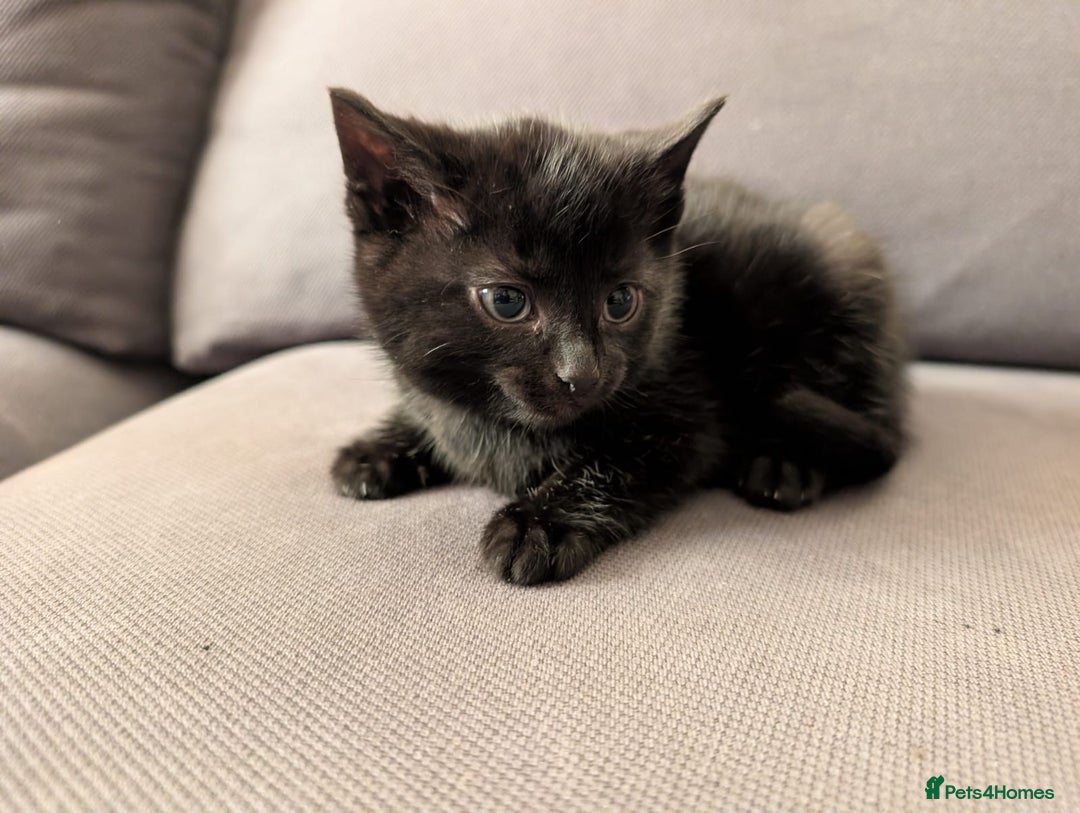 Domestic Shorthair cats for sale: Adorable domestic shorthair kittens, ready to go - Advert 10