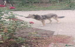 Mixed Breed dogs for adoption: HONEY !  a Lovely 3 LEGGED Boy - for a Loving Home - Image 18