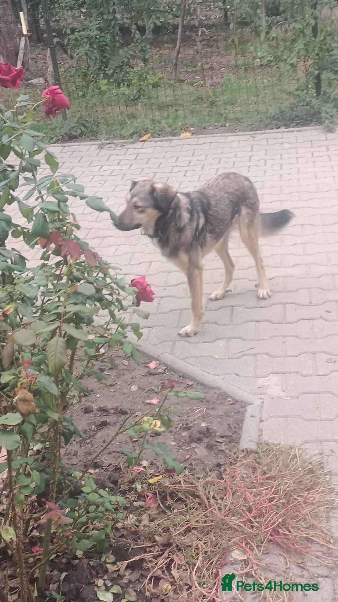 Mixed Breed dogs for adoption: HONEY !  a Lovely 3 LEGGED Boy - for a Loving Home - Advert 18