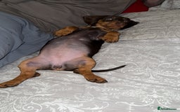 Miniature Dachshund dogs for sale: Dashhound puppy - Image 2