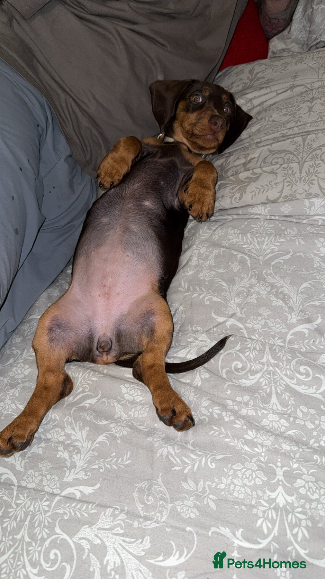 Miniature Dachshund dogs for sale: Dashhound puppy - Image 2
