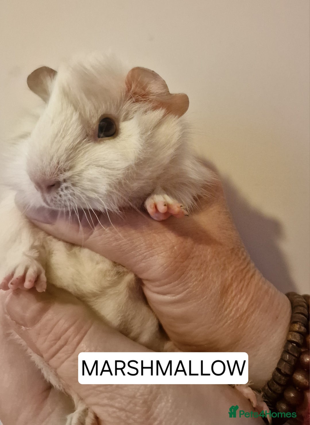 Guinea Pig rodents for sale: Female guinea pigs  - Advert 15