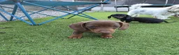 Miniature Dachshund dogs for sale: Minature dachshund pups - Advert 7