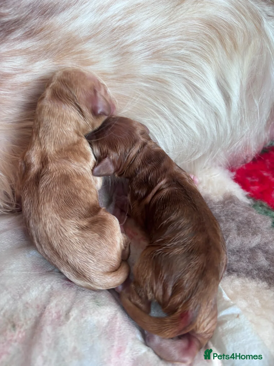 Cocker Spaniel dogs for sale: Cocker spaniel puppies in Dronfield - Advert 11