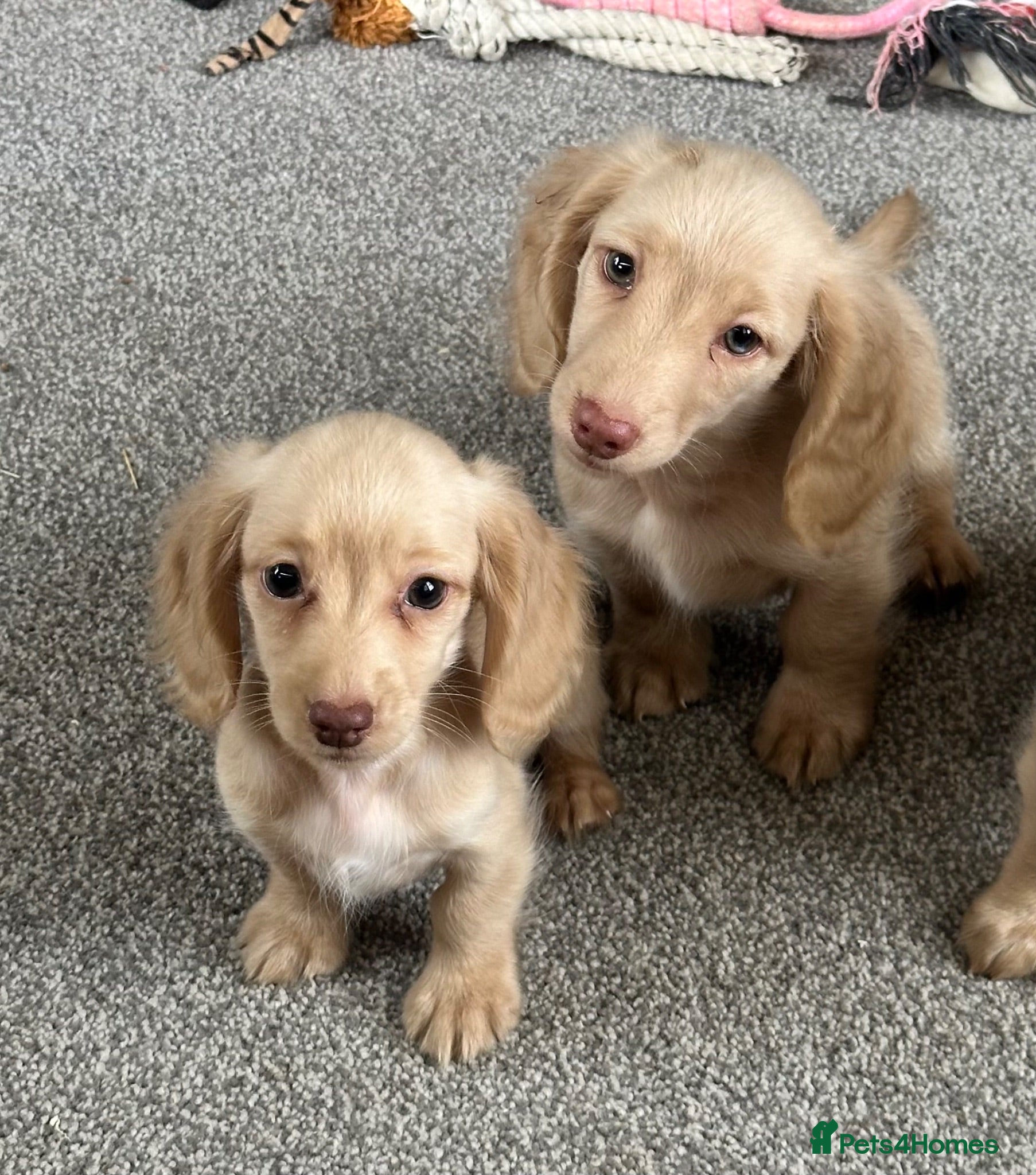 Dachshund dogs Stunning longhaired creams and shaded cream pups - Advert 1