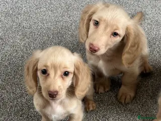 Dachshund dogs Stunning longhaired creams and shaded cream pups - Advert 1
