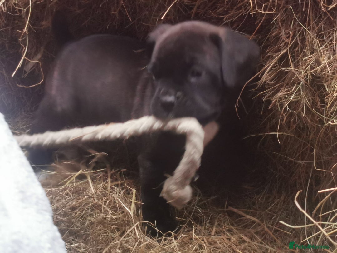 Boxer dogs for sale: Boxer - Image 6