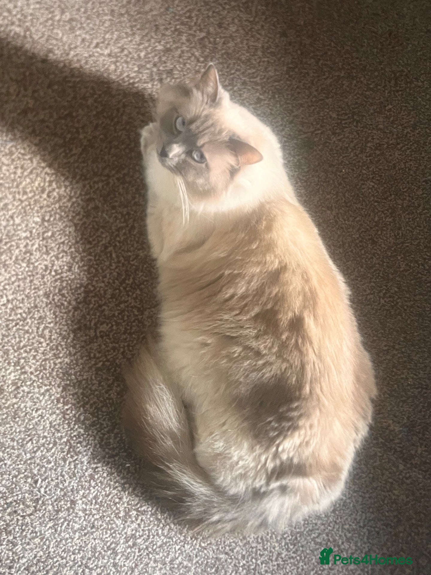 Ragdoll cats Ragdoll Boy – ONLY 1 LEFT 🩵 £475 - Advert 1