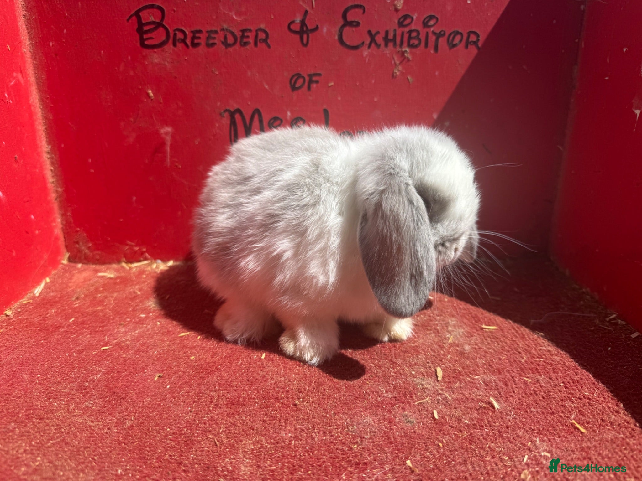 Mini Lop rabbits Mini lop babies ready for new homes now  - Advert 2