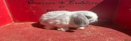 Mini Lop rabbits for sale: Mini lop babies ready for new homes now  - Advert 2