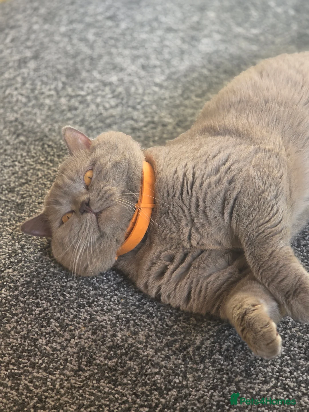 British Shorthair cats for stud: Lilac GCCF active stud Manchester  in Manchester - Advert 4
