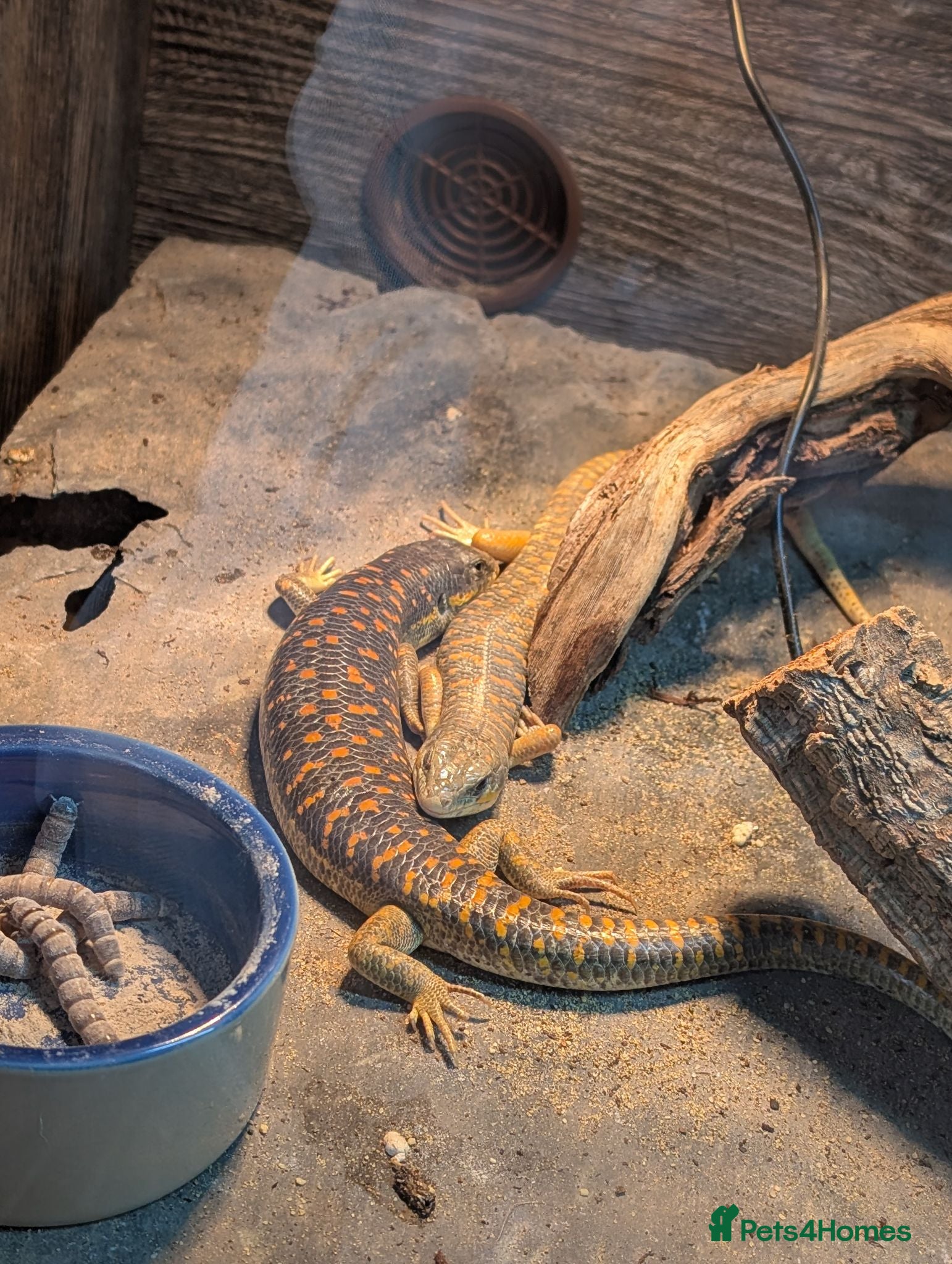 Skink reptiles Berber Skinks - Advert 7