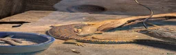 Skink reptiles for sale: Berber Skinks in Deeside - Advert 1
