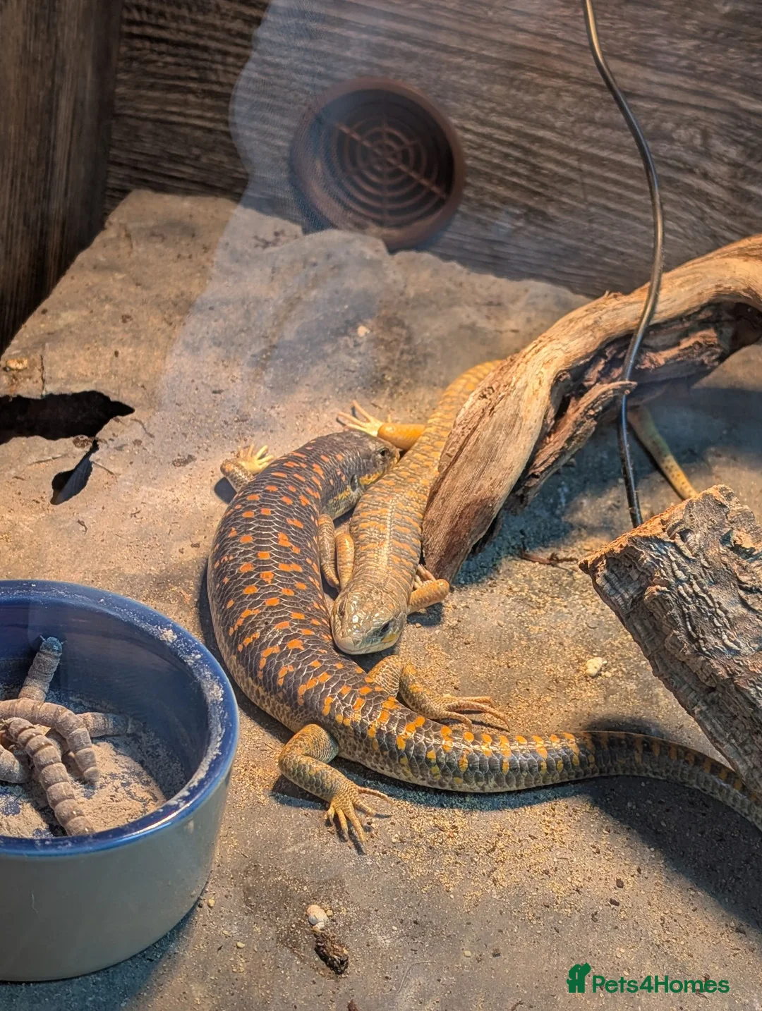 Skink reptiles for sale: Berber Skinks in Deeside - Advert 1
