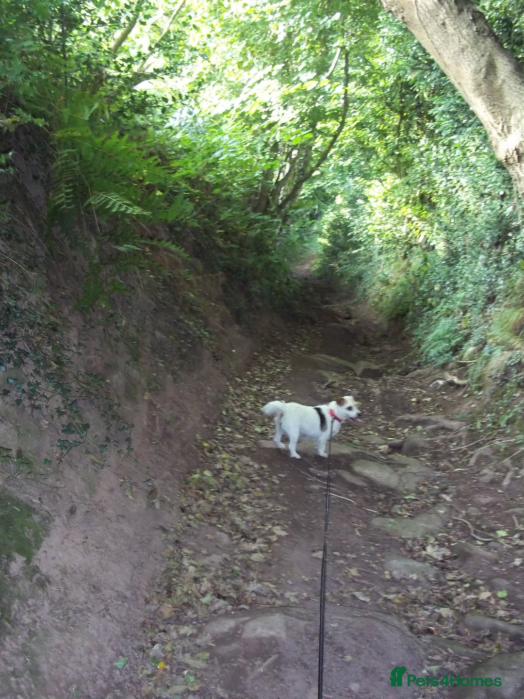 Jack Russell dogs for sale: Jack Russell pure bred Puppies for Sale - Advert 12