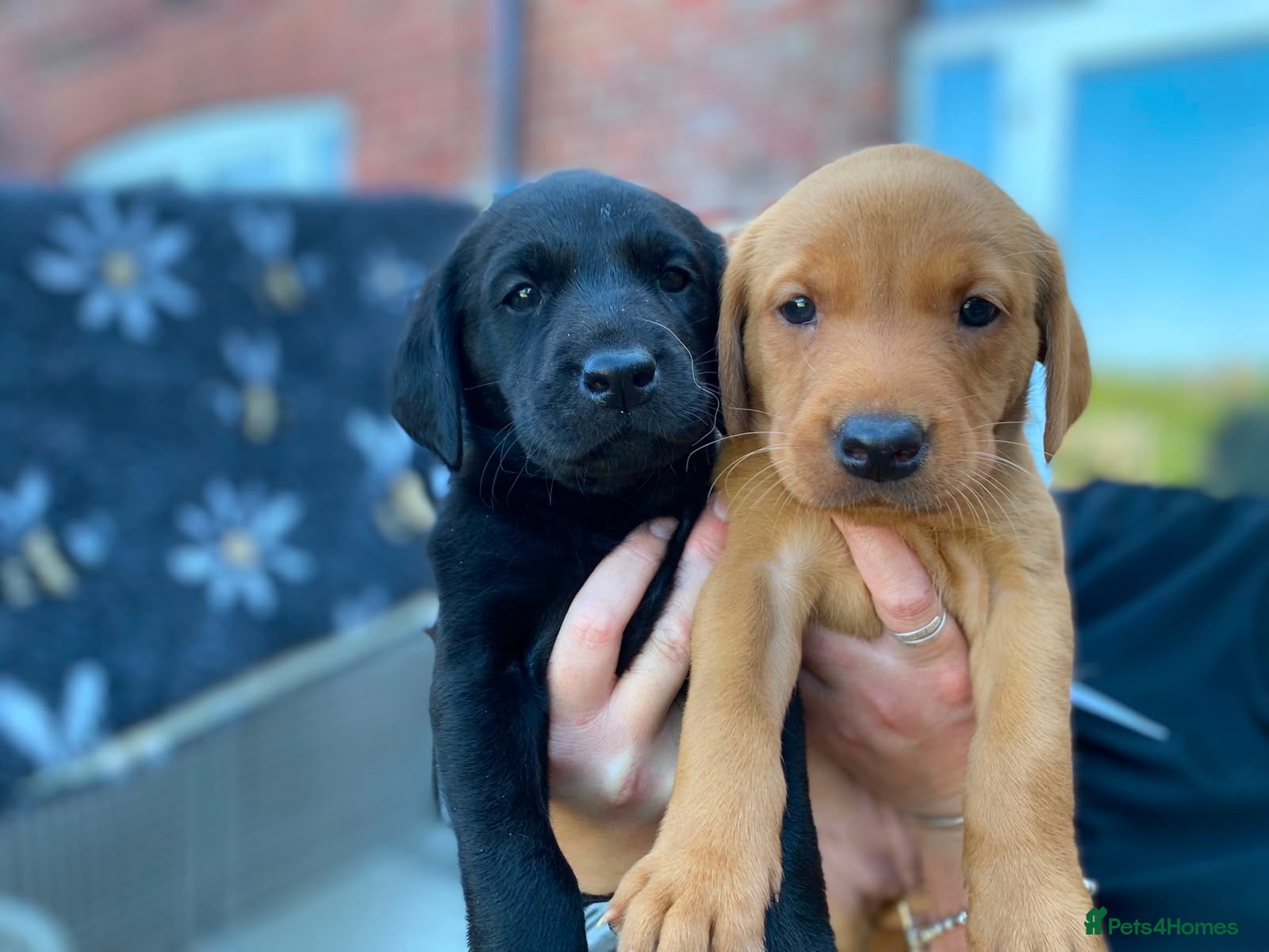 Labrador Retriever dogs Champion Labrador Puppies  - Advert 2