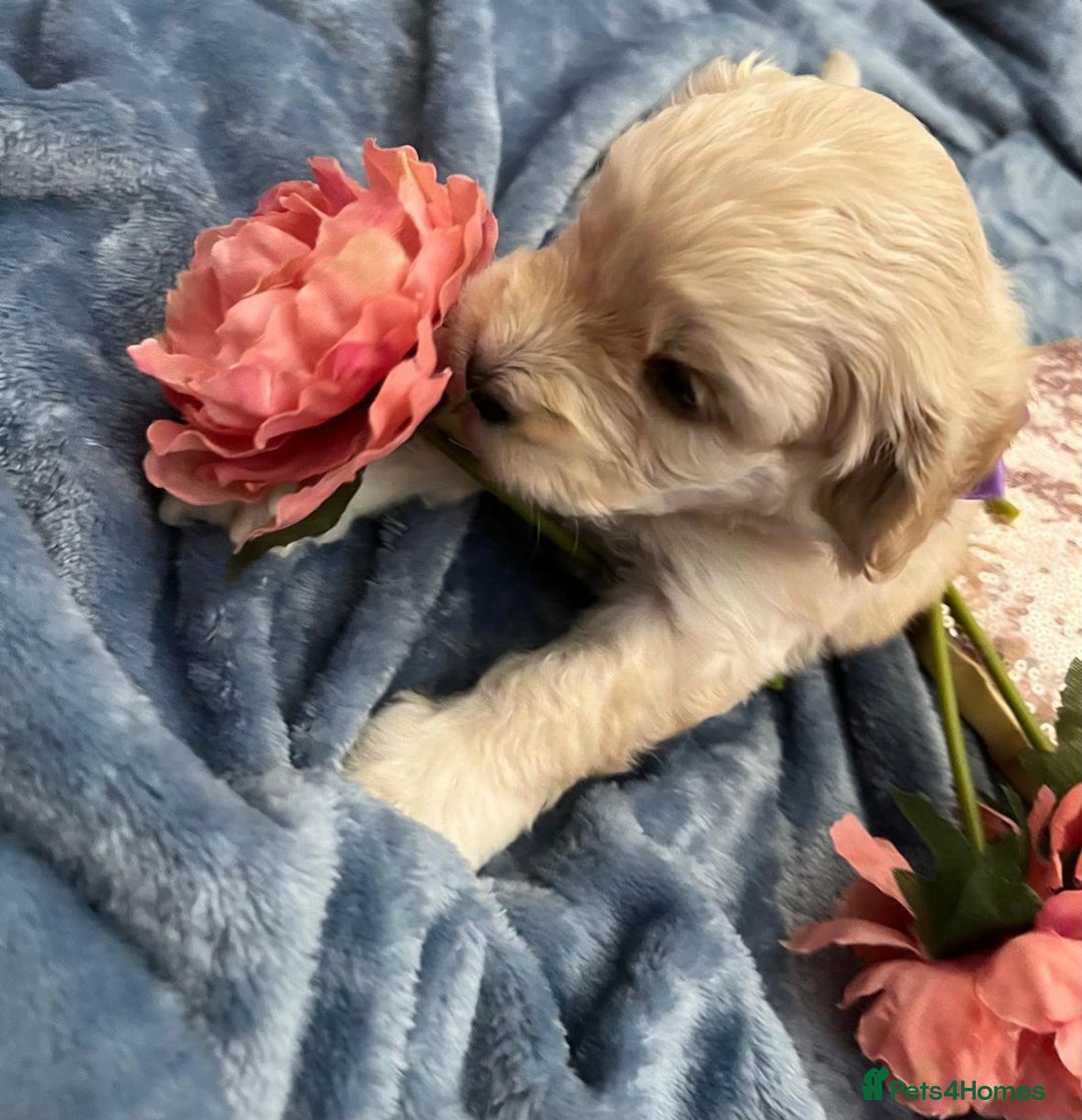 Cockapoo dogs for sale: Beautiful litter of cockapoos - Image 16