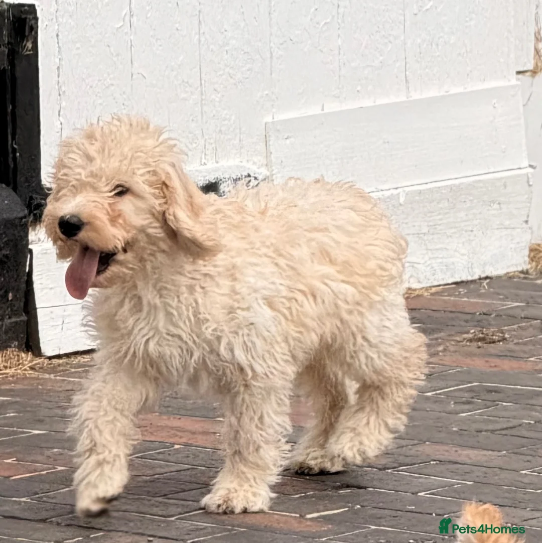 Cockapoo dogs for sale: Stunning Standard Cockapoos  - Advert 1