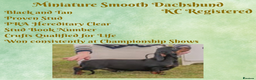 Miniature Dachshund dogs for stud: Black and Tan Miniature Smooth Stud - Advert 2