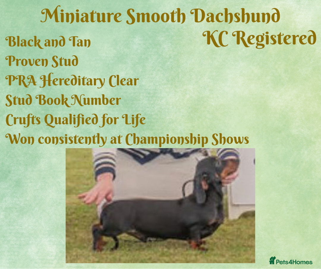Miniature Dachshund dogs for stud: Black and Tan Miniature Smooth Stud - Advert 2
