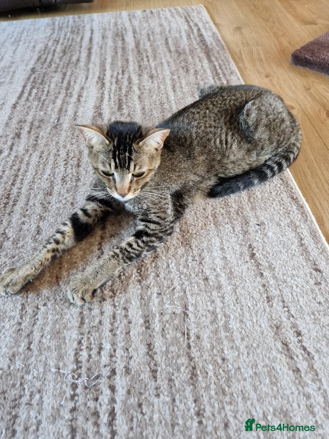 Domestic Shorthair cats for sale: Beautiful Domestic Shorthair Male Kitten - Advert 9