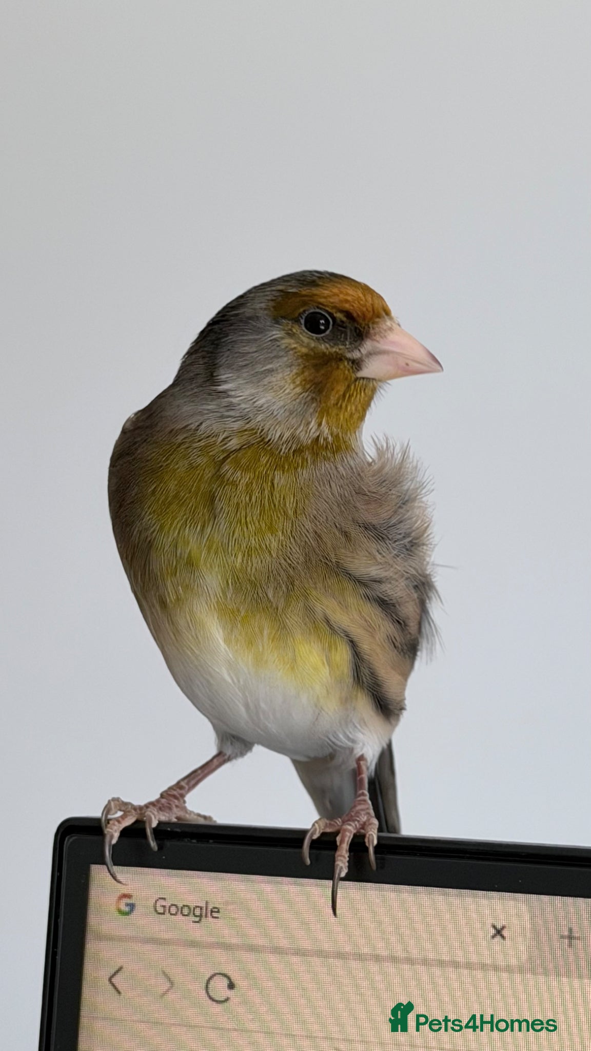 Finches birds Switty Singing Goldfinch Cock Mule - Advert 3