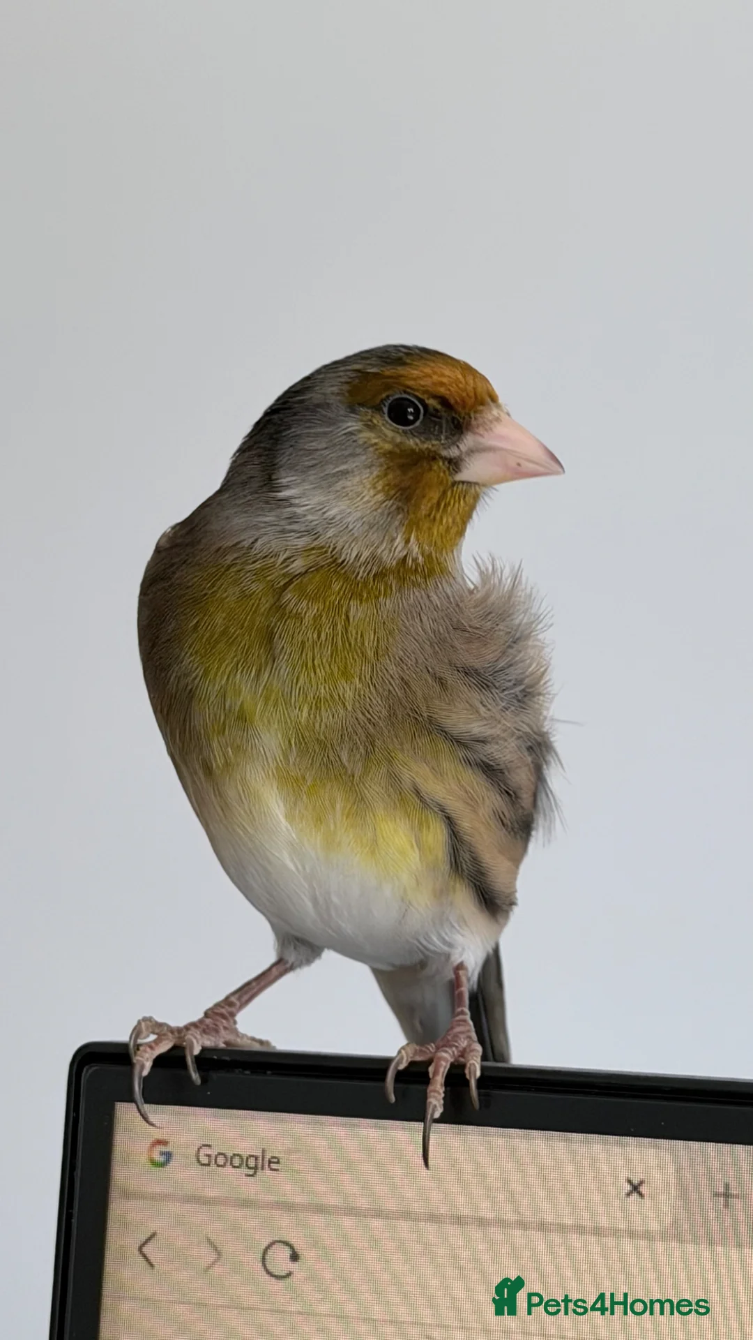 Finches birds for sale: Switty Singing Goldfinch Cock Mule - Advert 1