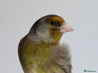 Finches birds Switty Singing Goldfinch Cock Mule - Advert 3