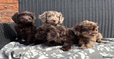 Cockapoo dogs - Advert 15