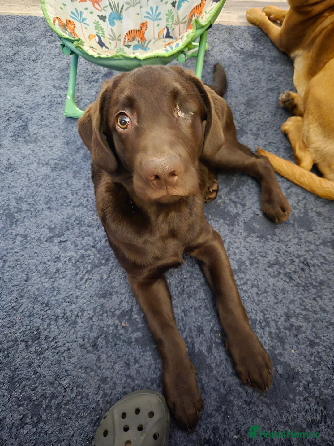 Mixed Breed dogs for sale: Yogi  - Advert 4