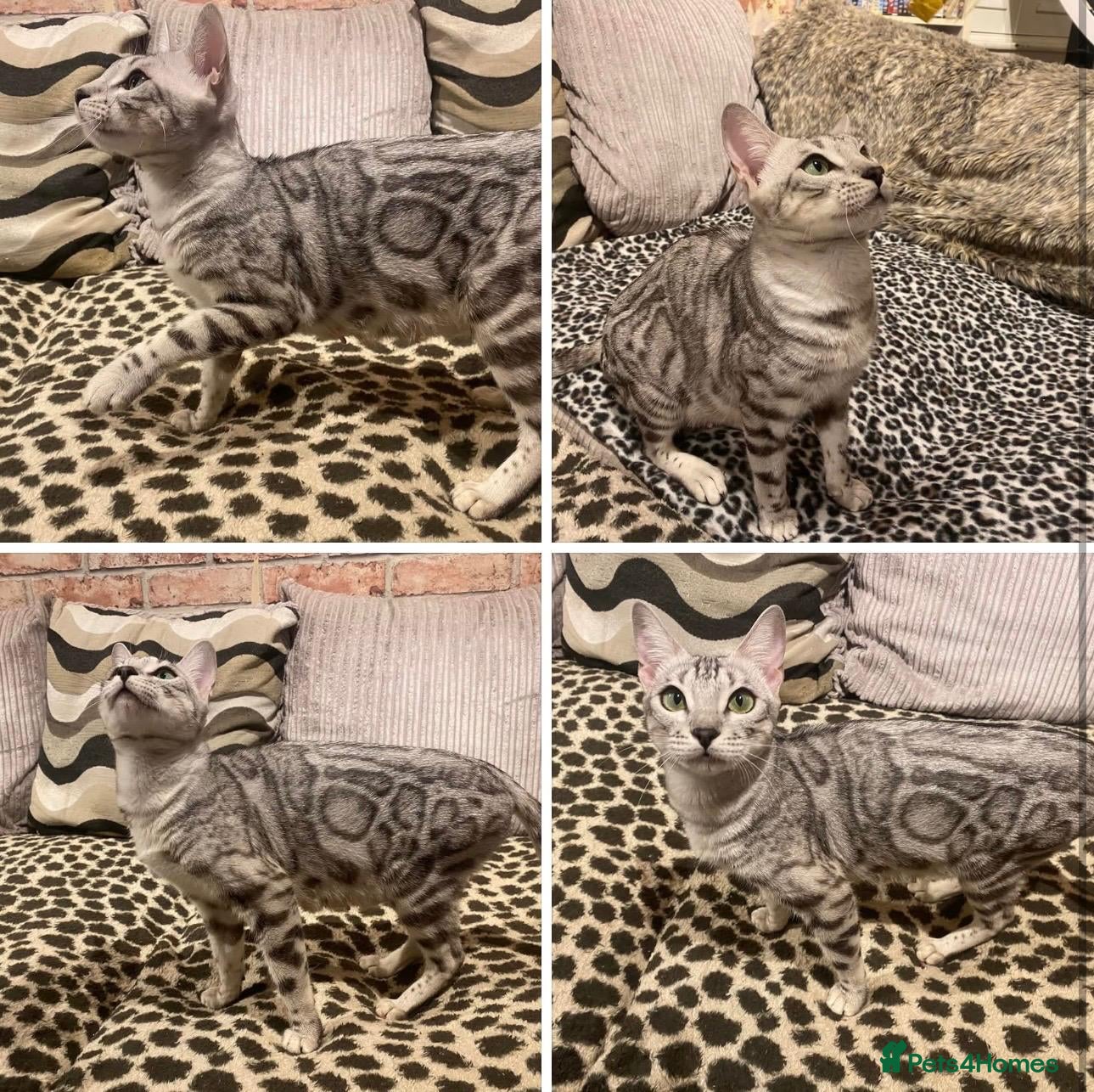Bengal cats Retired breeding adults req. purrever pet homes 🐆 - Advert 2