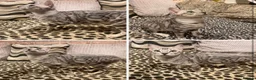 Bengal cats for sale: Retired breeding adults req. purrever pet homes 🐆 in Scunthorpe - Advert 2