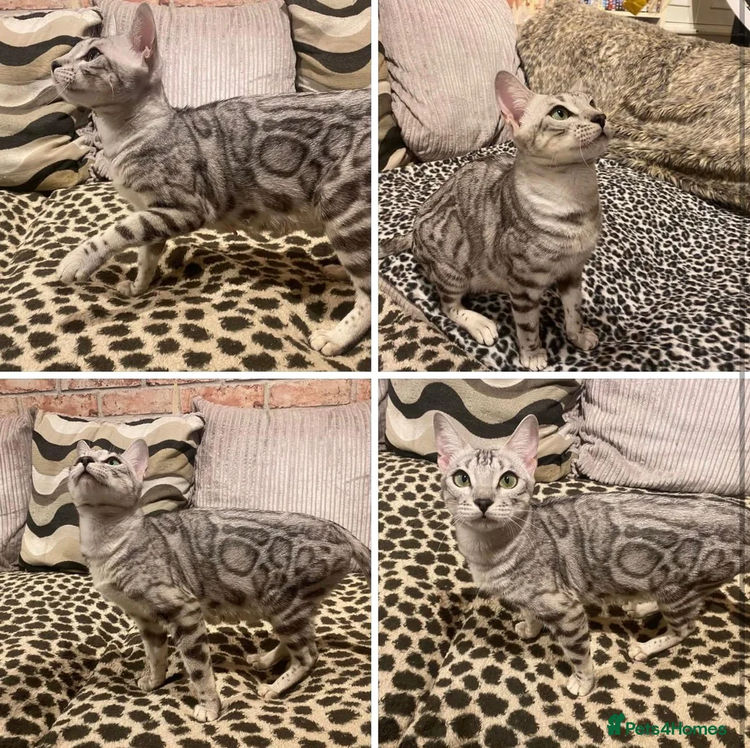 Bengal cats for sale: Retired breeding adults req. purrever pet homes 🐆 in Scunthorpe - Advert 2