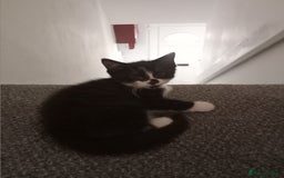 British Shorthair cats for sale: Kittens - Image 7