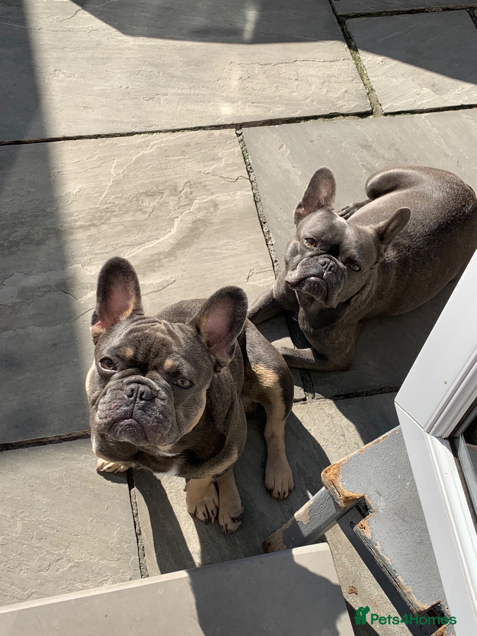 French Bulldog dogs Beautiful litter of French bulldog puppies  - Advert 2