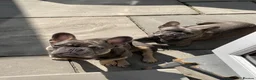 French Bulldog dogs for sale: Beautiful litter of French bulldog puppies  - Advert 1