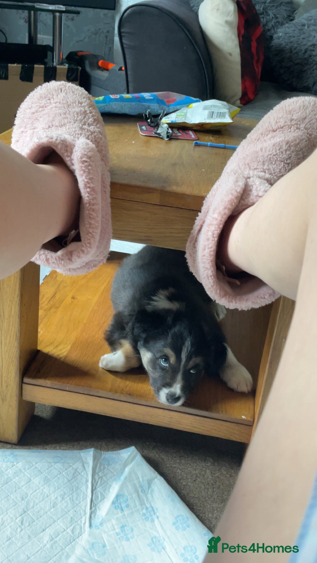 Border Collie dogs for sale: Border collie pups - Image 5
