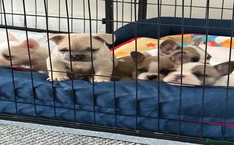 French Bulldog dogs - Advert 15