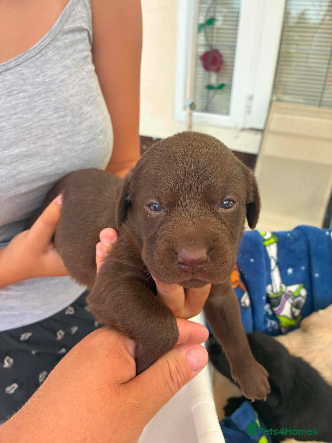 Labrador Retriever dogs for sale: Labrador Puppies  in Dereham - Advert 1