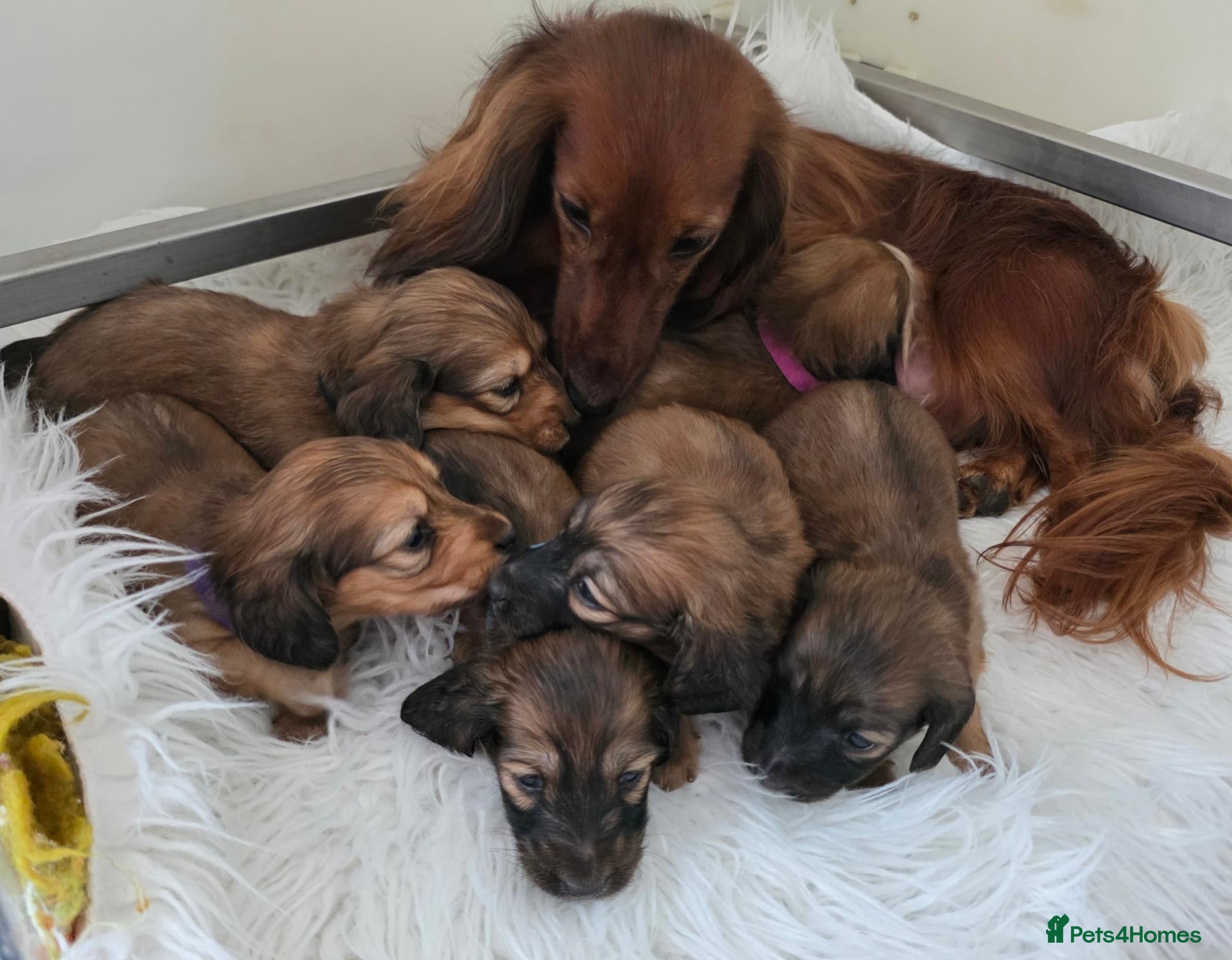 Miniature Dachshund dogs STUNNING KC SHADED RED LONG HAIR - Advert 1